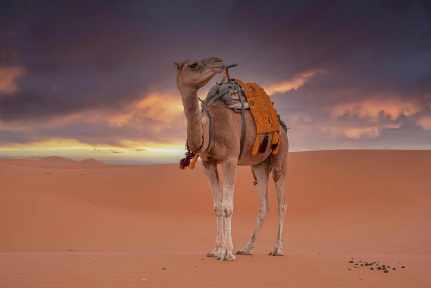 Kameltur og Én Nat i Merzouga-ørkenen